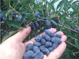 Как получить большой урожай жимолости? 