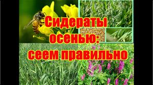 Сажаем сидераты к осени