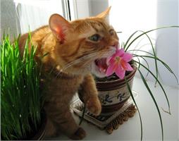Кошка ест цветы, что делать?