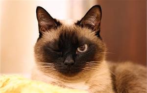 Кошка не дает спать по ночам - что делать?