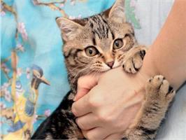 Как отучить котенка кусаться?