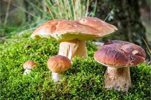 Грядка с боровиками на даче