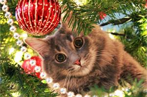 10 способов отвадить кошку от новогодней ёлки!
