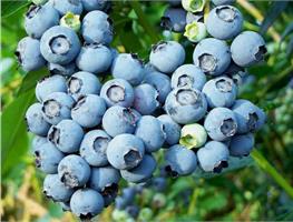 Голубика высокая Блюкроп (Bluecrop)