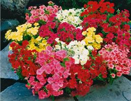 Флоксы весной, летом и осенью