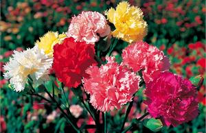 Гвоздика (Dianthus)