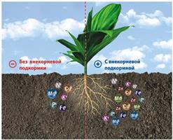 Для чего проводят внекорневые подкормки растений?