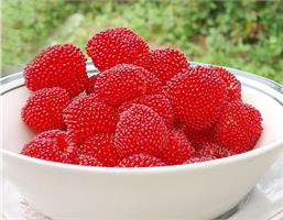 Малина земляничная (Тибетская)