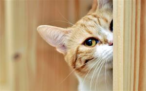Кошка не дает спать по ночам - что делать?