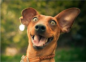 Корм Acari Ciar - недорого и максимально полезно!