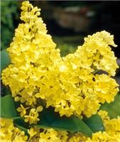 Желтая сирень vulgaris Primrose