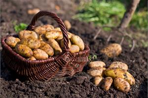 На какую глубину следует сажать клубни картофеля?