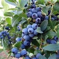 Голубика высокая Блюкроп (Bluecrop). Уже в продаже!