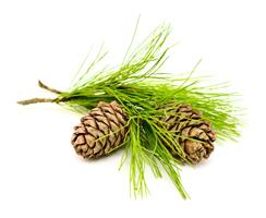 4 ошибки при посадке хвойных растений 