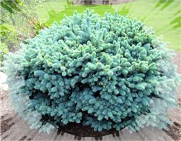Ель колючая Glauca Globosa! На штамбе и без!