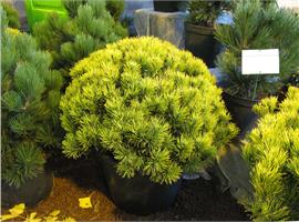 Сосна горная Carstens Wintergold