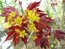 Клен остролистный (Acer platanoides Crimson King) 