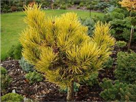 Сосна горная Carstens Wintergold