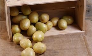 Картофельные хлопоты