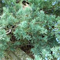 Можжевельник средний Pfitzeriana Glauca с голубой хвоей