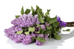 Выбери свою красавицу сирень!