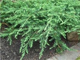 Можжевельник обыкновенный Green Carpet -  карликовый хвойный вечнозеленый кустарник