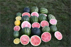 5 хитростей, которые помогут вырастить бахчу 