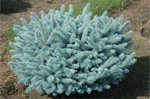 Ель колючая Glauca Globosa! 