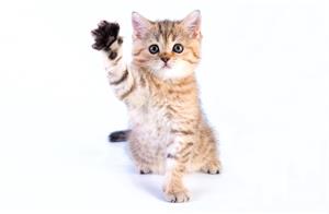 Как отучить котенка кусаться?