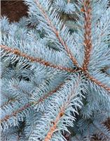 Ель колючая «Хото» (Picea pungens Hoto) – густое дерево с конусовидной кроной