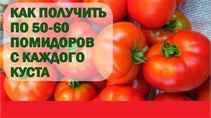 Как получить по 50-60кг помидоров с каждого куста