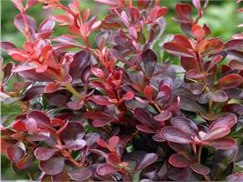 Барбарис тунберга Atropurpurea Nana - карликовый подушковидный кустарник