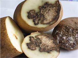 Трескаются морковь и капуста?  Гниет картофель? Выход есть! 