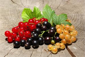 В продаже саженцы плодово-ягодных культур!