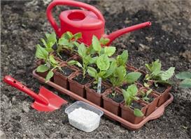 Как вырастить однолетнюю астру из семян.