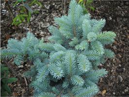 Ель колючая «Хото» (Picea pungens Hoto) – густое дерево с конусовидной кроной