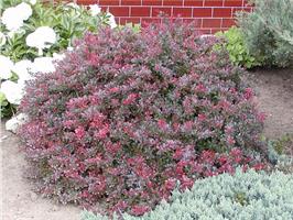 Барбарис тунберга Atropurpurea Nana - карликовый подушковидный кустарник
