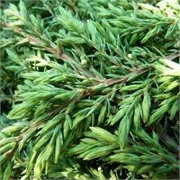 Можжевельник обыкновенный Green Carpet -  карликовый хвойный вечнозеленый кустарник