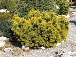 Сосна горная Carstens Wintergold