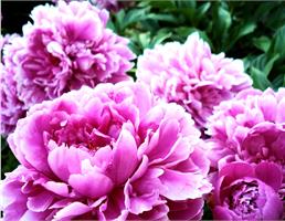 Рододендрон - подтверждение тому, насколько искусна бывает природа