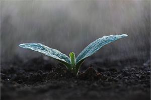 Влияние воды на физиологические и биохимические процессы в растениях