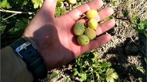 Молодой сорт крыжовника Снежана