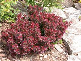 Барбарис тунберга Atropurpurea Nana - карликовый подушковидный кустарник