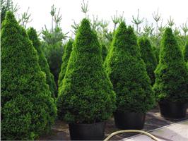 Ель канадская Коника (Picea glauca Conica) - самый популярный карликовый хвойник