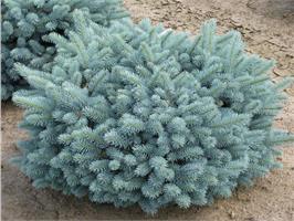 Ель колючая Glauca Globosa - голубая красавица