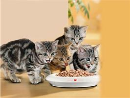 Leonardo Cat Food – линия кошачьих кормов супер-премиум класса!