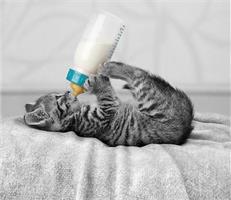 Можно ли котенку молоко?