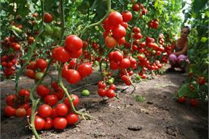 Сверхпродуктивные томаты!