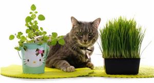🐱 Выращиваем травку для ваших питомцев. 
