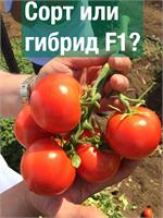 Сорт или гибрид F1? Вот в чем вопрос!